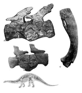 Deforming arthritides in the dinosaur