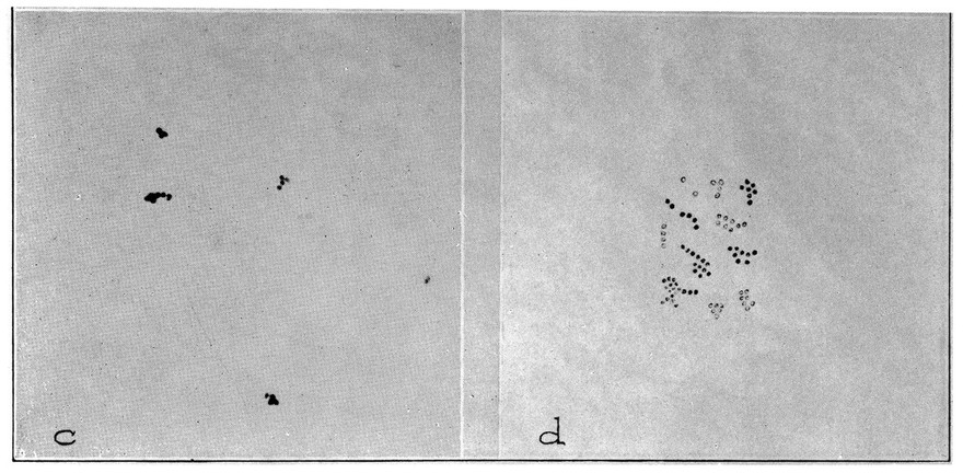 The oldest known bacteria, micrococcus