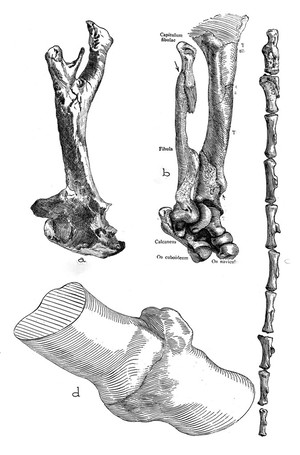 view Traumatic Lesions in Dinosaur and in a mammal (a, b, c & d)