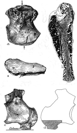 view Line drawing of Mesozoic pathology