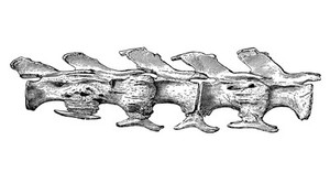 view Caudal vertebra No. 17-21 of Diplodocus Longus