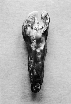 view Incisor of camel from pliocene of snake creek beds, Nebraska