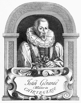 M0009490: Portrait of John Gerard (c.1545-1612)