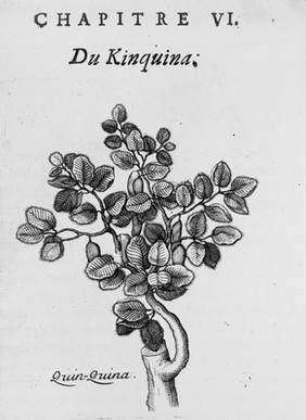 Histoire generale des drogues, traitant des plantes, des animaux, et des mineraux, ouvrage enrichy de plus de quartre cent figures en taillédouce tirées d'après nature; avec un discours qui explique leurs differens noms, les pays d'où elles viennent, la maniere de connoître les veritables d'avec les falsifiées, et leurs proprietez. Où l'on découvre l'erreur des anciens & des modernes / par le sieur Pierre Pomet.