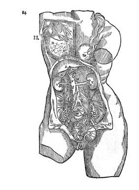 Female trunk, from the Birth of Mankind.