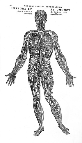 Male figure showing veins and arteries, by Vesalius.