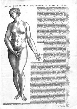 view Female nude figure showing proportion, by Vesalius.
