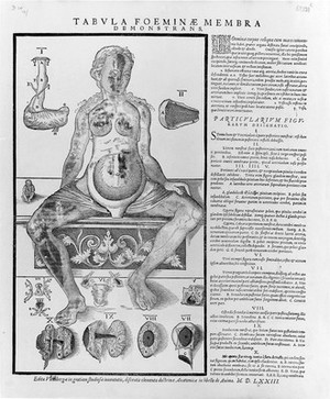 view Anatomical fugitive sheet, female