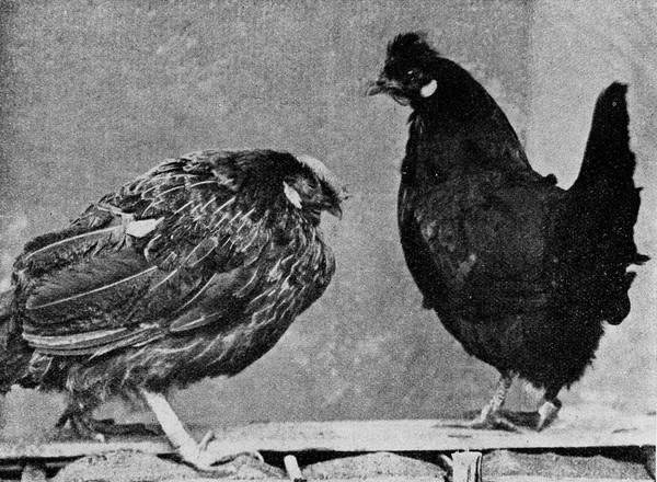 Hen infected by syphillis