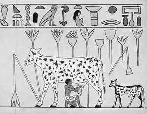 view Egypt, man milking a spotted cow, c. 2000 B.C.,