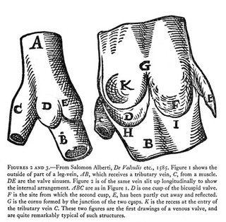 Valves in veins, from Alberti.