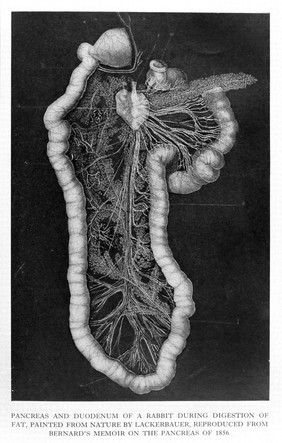 Pancreas and duodenum of a rabbit during digestion of fat.