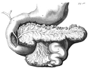 view Pancreas, in Opera Omnia.