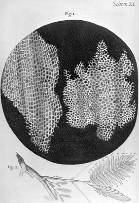 Robert Hooke, Micrographia, cork.