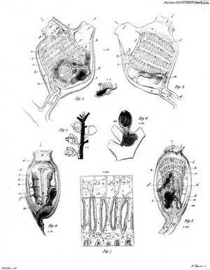view Micro-organisms: Ascidiae