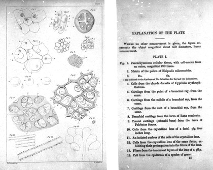 M0010607: Plate and translated text from a work on cell structure