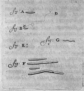 Arcana naturae detecta / Ab Antonio van Leeuwenhoek.