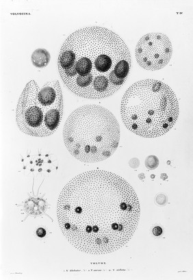 Die Infusionsthierchen als vollkommene Organismen. : Ein Blick in das tiefere organische Leben der Natur. / Von Christian Gottfried Ehrenberg. Nebst einem Atlas von vierundsechszig colorirten Kupfertafeln, geseichnet vom Verfasser.