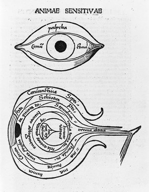 view Woodcuts: anatomy of the eye, circa 1503.