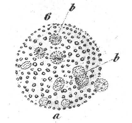 Essays on the microscope; containing a practical description of the most improved microscope; a general history of insects, etc / [George Adams].