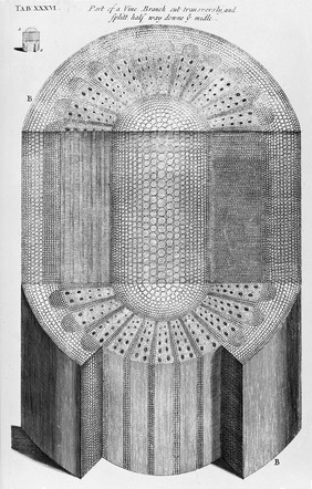 The anatomy of plants / With an idea of a philosophical history of plants. And several other lectures. Read before the Royal Society.