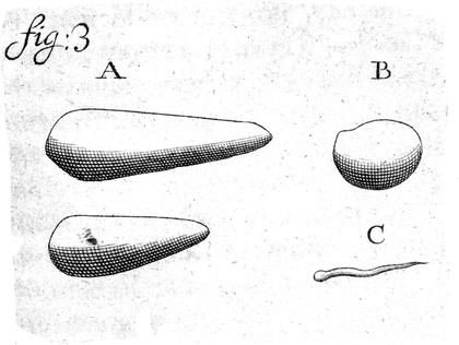 Anatomia seu interiora rerum, cum animatarum, tum inanimatarum, ope & beneficio exquisitissimorum microscopiorum detecta, variisque experimentis demonstrata. Una cum discursu & ulteriore dilucidatione epistolis quibusdam ad ... philosophorum collegium datis comprehensa ... / [Antoni van Leeuwenhoek].