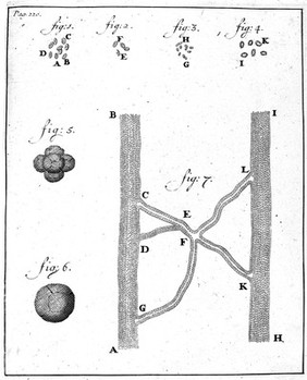 Blood corpuscles depicted by Leeuwenhoek.