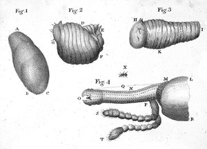 view Anatomy of insects.