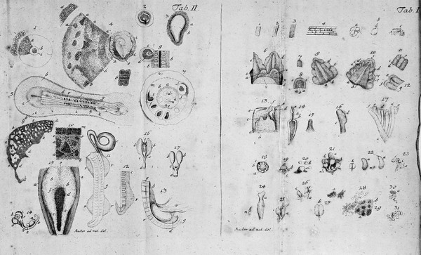 Theoria generationis / Auctore D. Casparo Friderico Wolff.