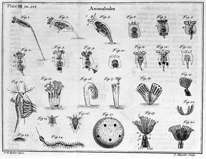 Employment for the microscope ... I. An examination of salts and saline substances ... also ... considerations on gems, poisons ... and ... other subjects. II. An account of various animalcules ... and ... other ... discoveries ... Likewise a description of the microscope used / In two parts : illustrated with seventeen copper plates by Henry Baker.