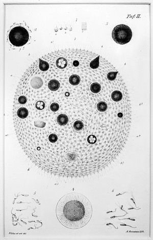 view Micro-organisms: Volvox Globatur