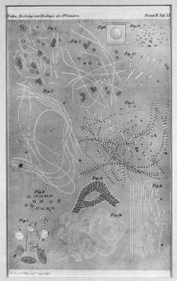 The anthrax bacillus: ten examples, as seen through a microscope. Colour photograph, ca. 1948, after A. Assmann, ca. 1876, after R. Koch and F. Cohn, ca. 1876.