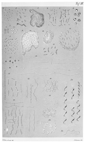 Bacteria: twenty-two figures showing examples of bacteria, as seen through a microscope. Colour photograph, ca. 1948, after A. Assmann, 1875, after F. Cohn, ca. 1872.