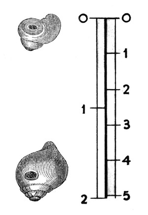 view Prehistoric amulets, fossil, perforated shells.