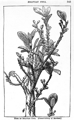 Peru : History of coca, "the divine plant" of the Incas / with an introductory account of the Incas, and of the Andean Indians of to-day, by W. Golden Mortimer.