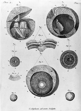 Anatomical drawings of the eye.