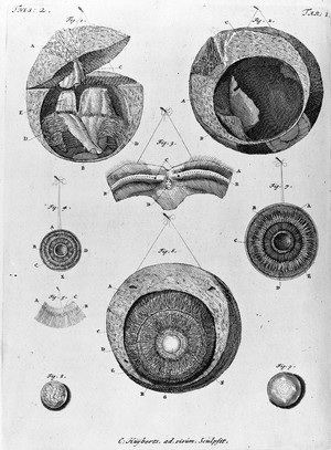 view Anatomical drawings of the eye.