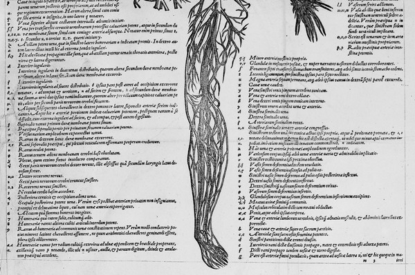 Tabula of veins (lower half), by Vesalius.