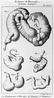 Leçons d'anatomie comparée / de G. Cuvier, recueillies et publiées sous ses yeux par C. Duméril [- G.L. Duvernoy].