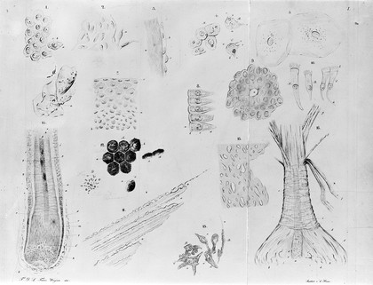 The cell structure of tissues, etc.