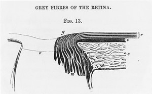 view Section of the coats of the human eye.