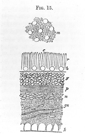 Vertical section of the human retina.