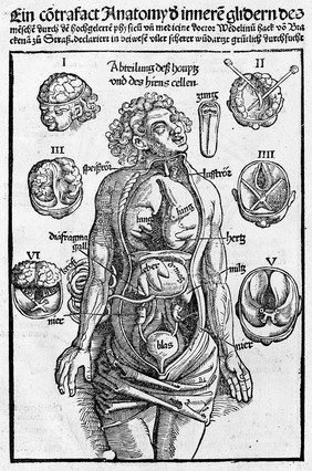 Anatomical plate.