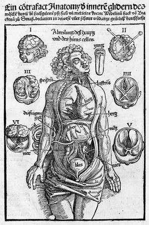 view Anatomical plate.