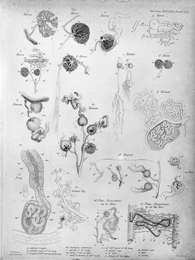 Philosophical transactions of the Royal Society of London.