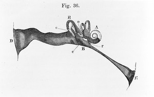 view Sketch showing organ of hearing - natural size.