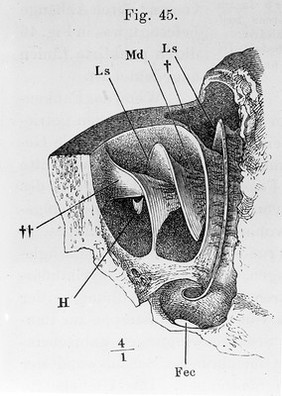 The cochlea of the ear.