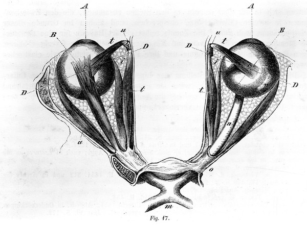 Handbuch der physiologischen Optik / bearb. von H. von Helmholtz.