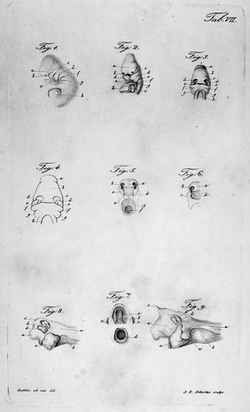 Early stages in the development of the sheep embryo.