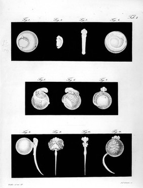 The development of the embryo of a small viparous fish.